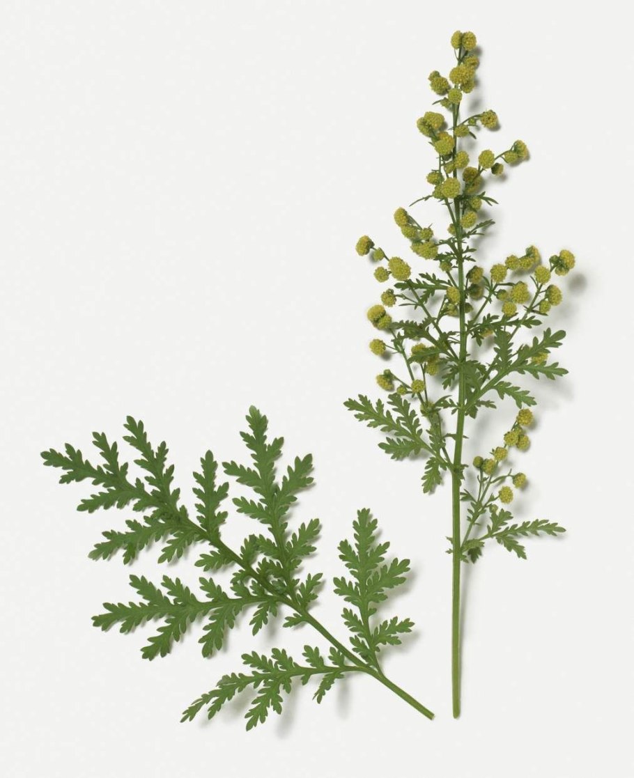 Полынь Artemisia annua