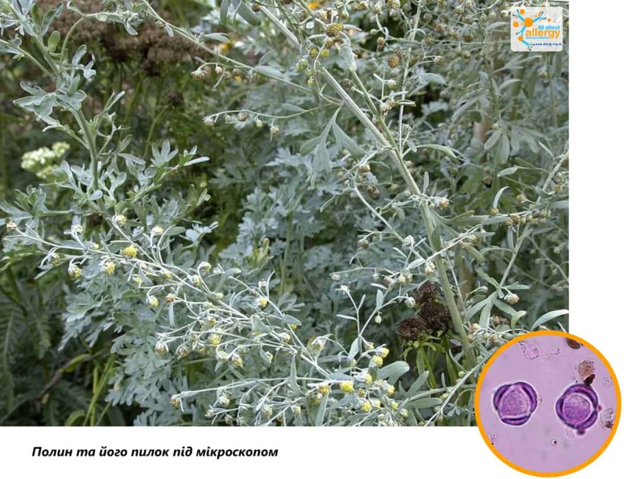 Полынь Artemisia absinthium