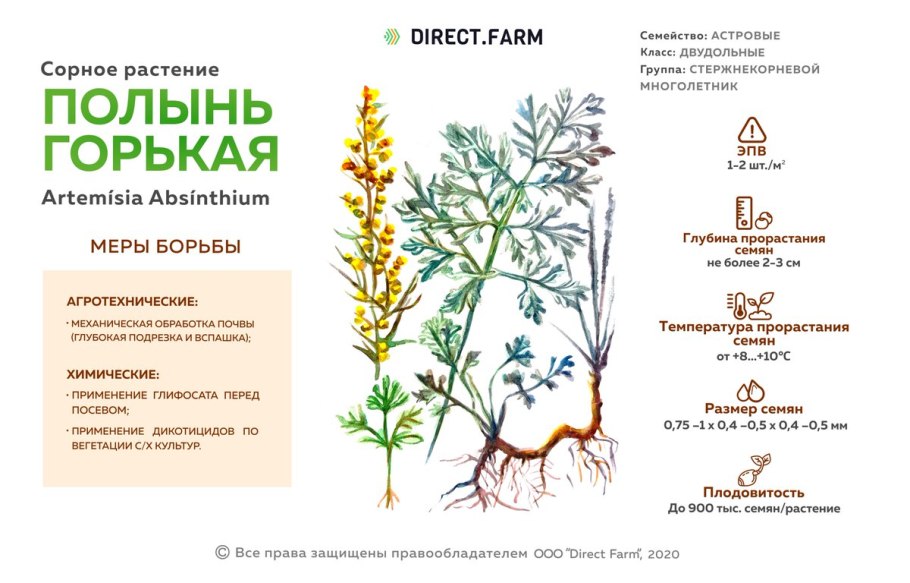 Полынь горькая -Artemisia absinthium(семейство Сложноцветные)