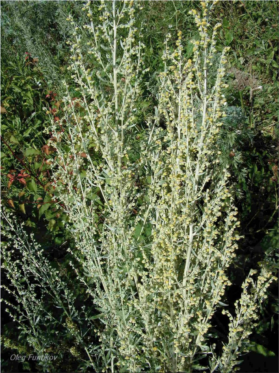 Полынь горькая обыкновенная