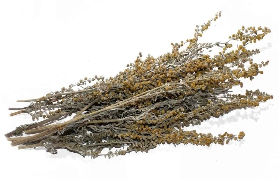 Полынь Баргузинская — Artemisia bargusinensis