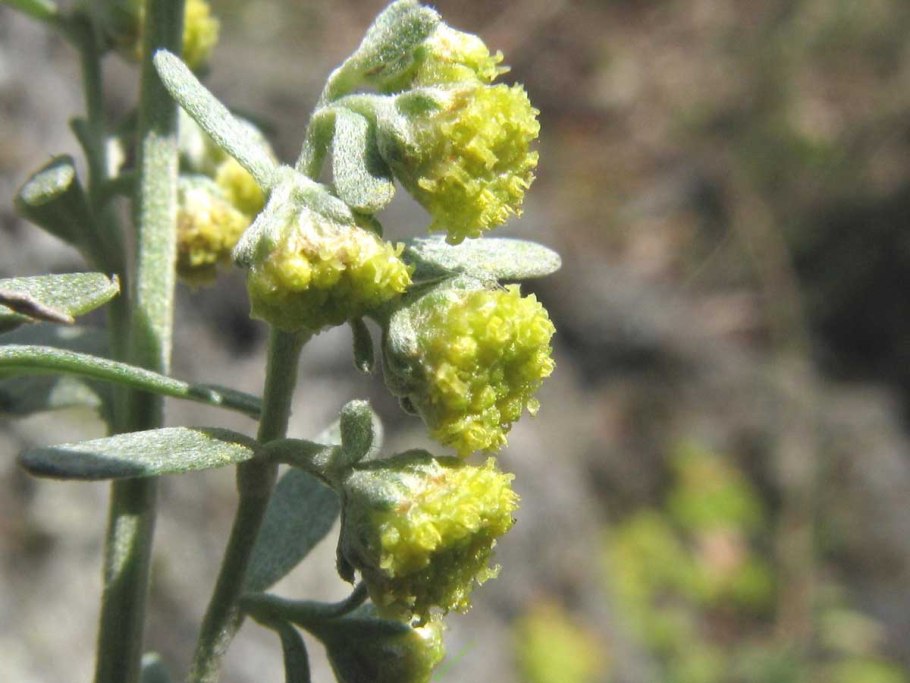 Полынь горькая (Artemisia absinthium)