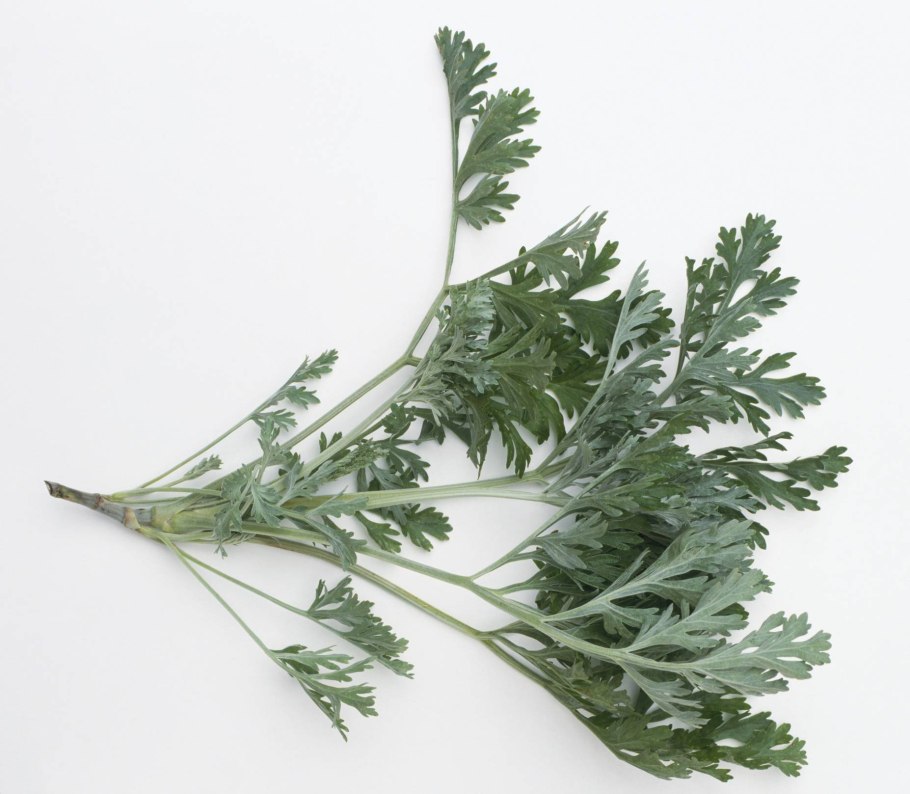 Полынь цитварная