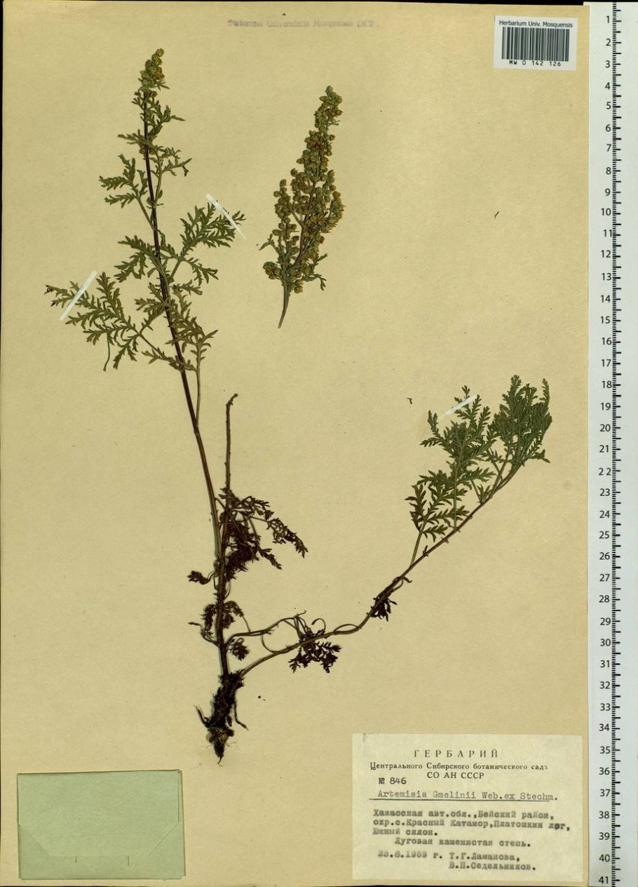 Полынь Гмелина