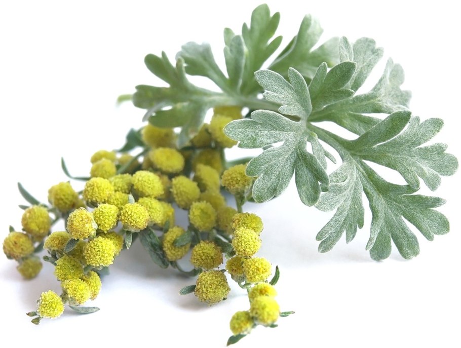 Artemísia absínthium