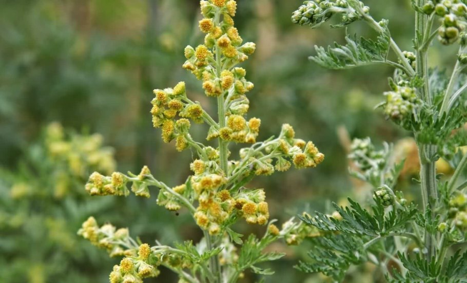 Полынь горькая (Artemisia absinthium)