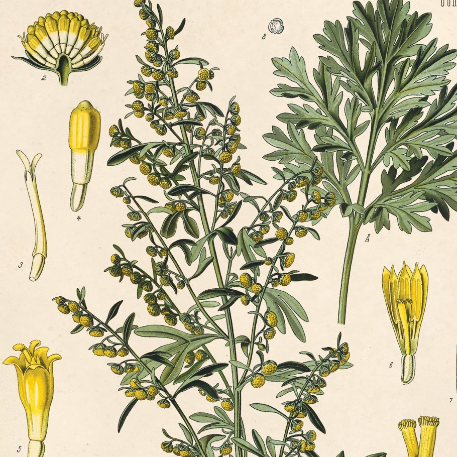 Полынь горькая ботаника