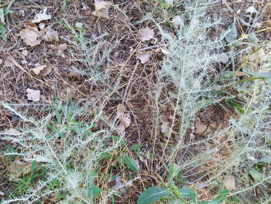 Полынь цитварная