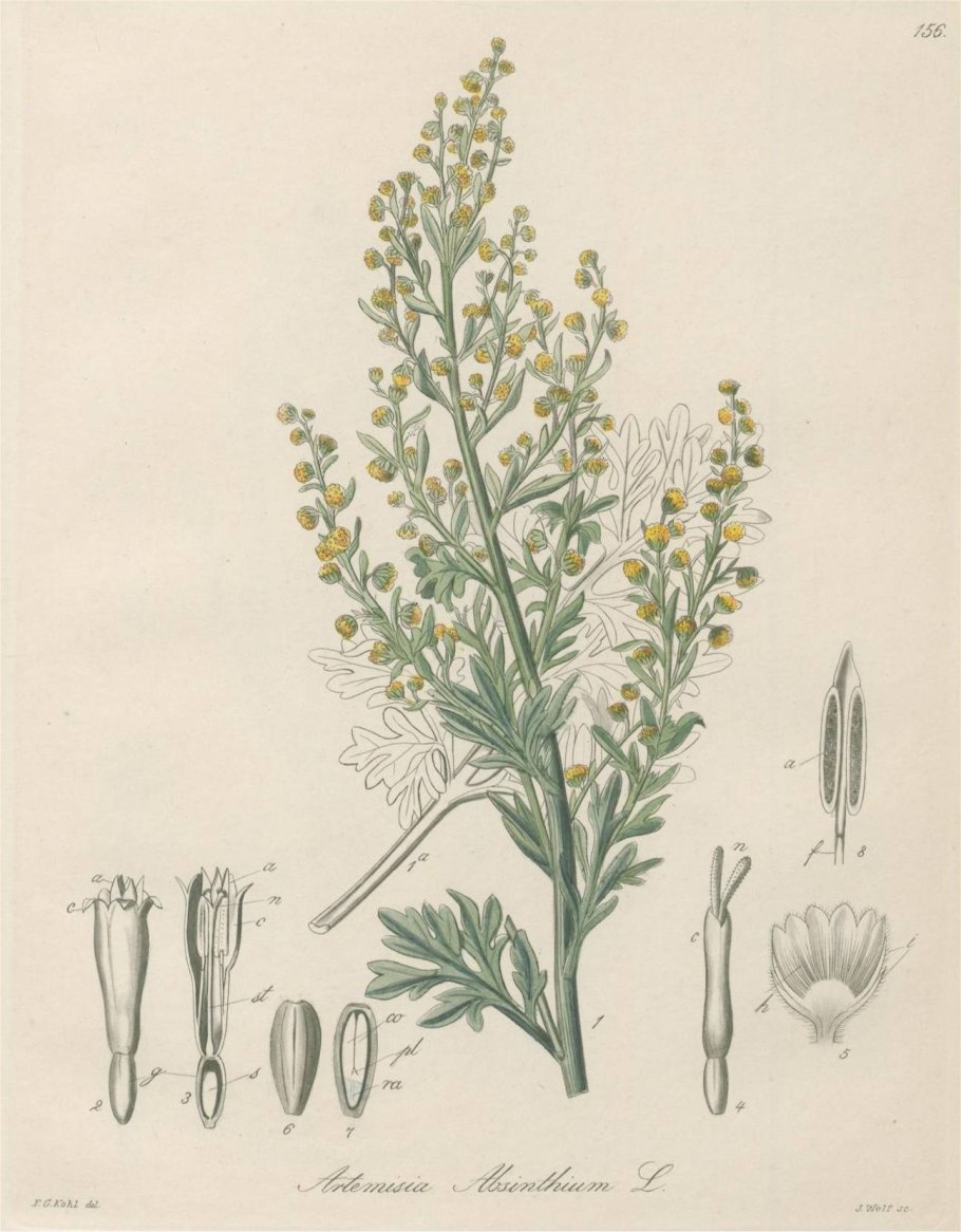 Полынь от лямблий