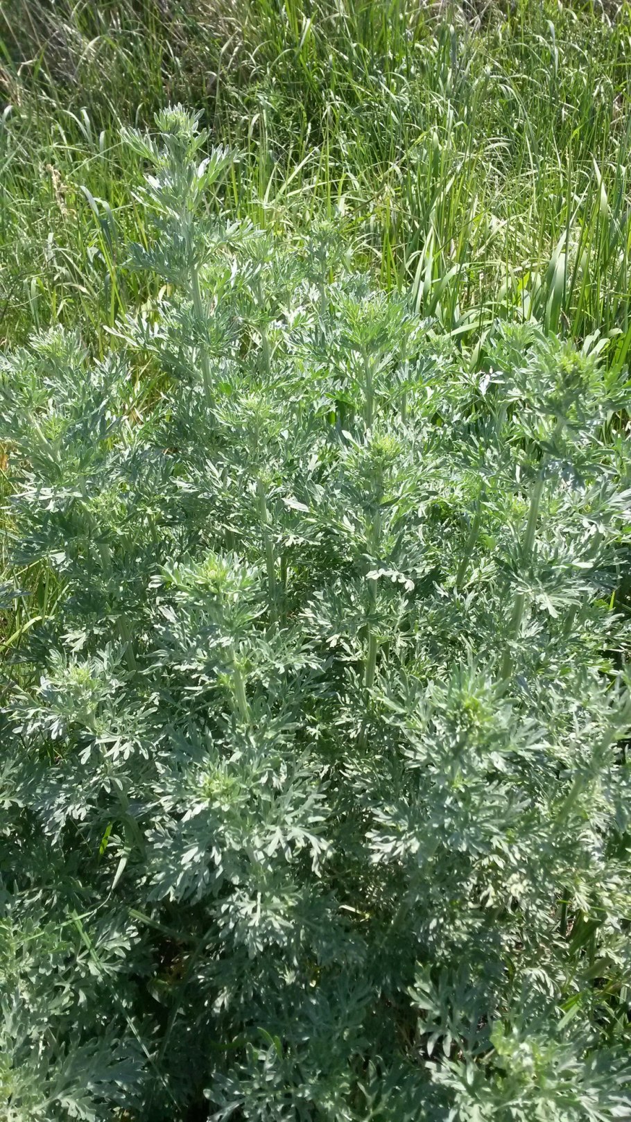 Полынь цитварная сырье