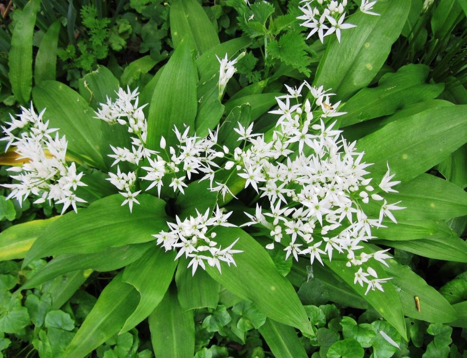 Allium ursinum черемша