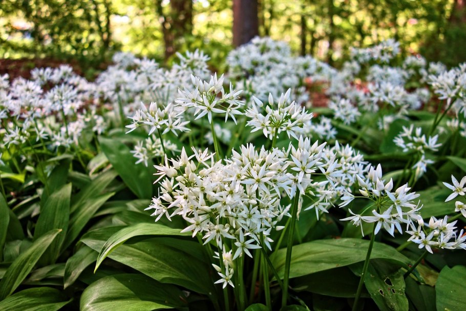 Allium ursinum черемша