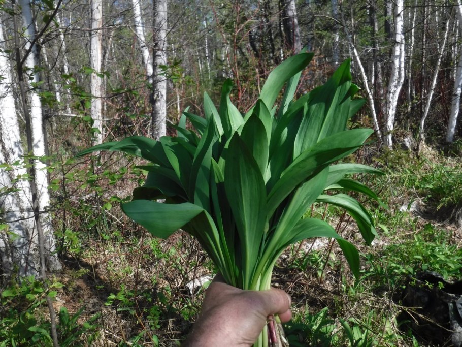 Черемша Сибирская