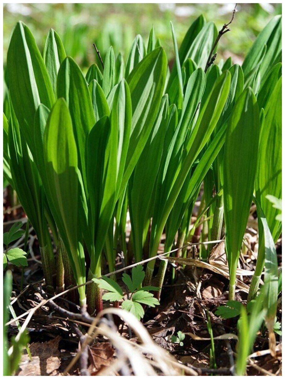 Горная черемша