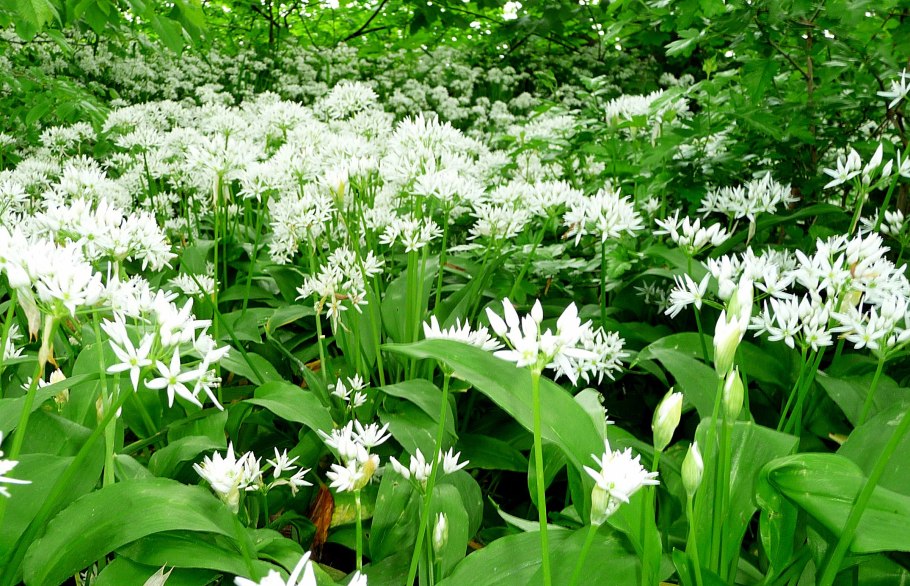 Черемша, лук Медвежий Allium ursinum