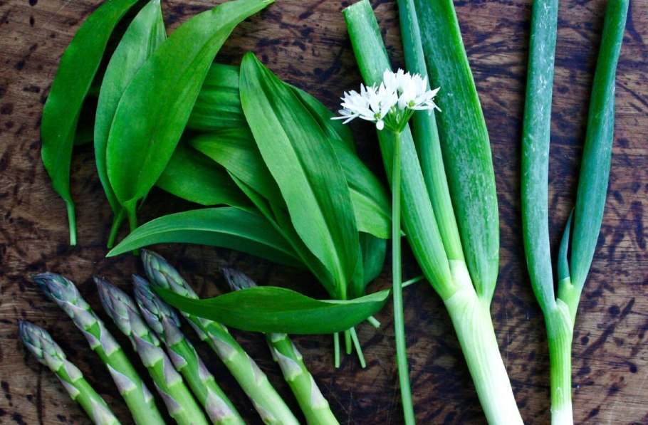 Черемша Дальневосточная