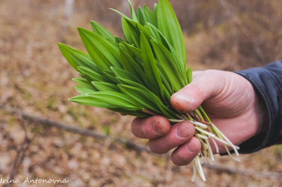 Черемша на Камчатке