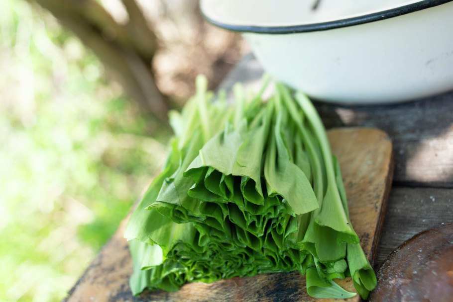 Дикий лук черемша