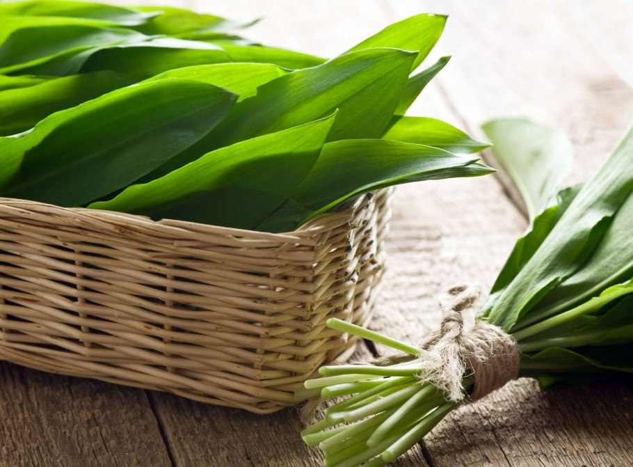 Черемша Лесная