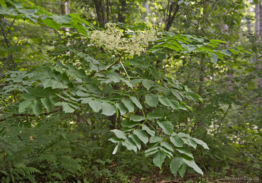 Аралия маньчжурская (Aralia mandshurica)