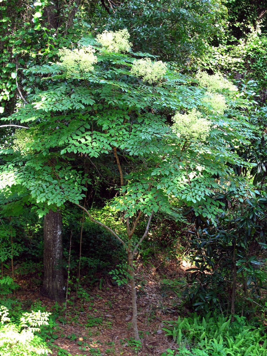 Аралия Чертово дерево