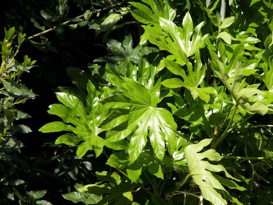 Аралия Калифорнийская
