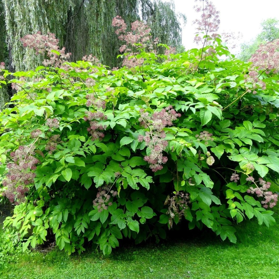 Аралия маньчжурская Ягола