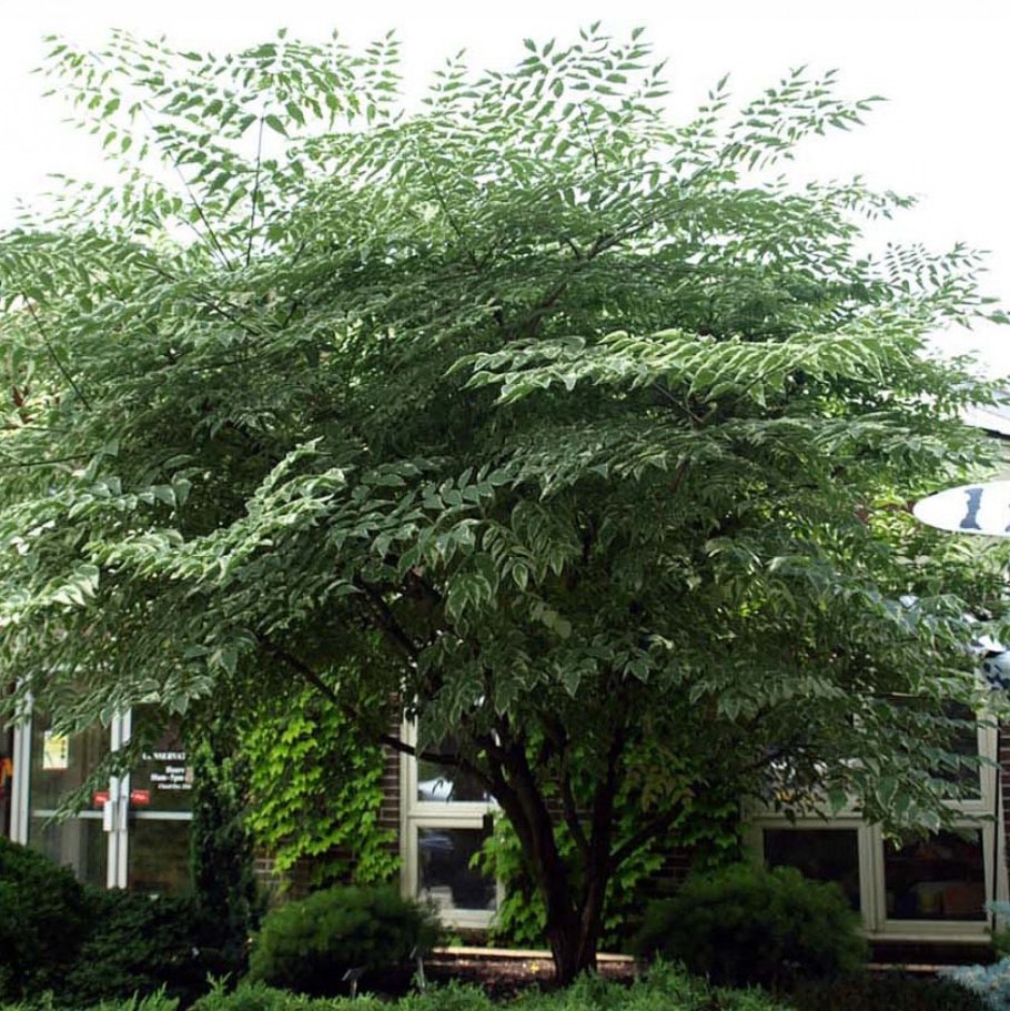 Aralia mandshurica