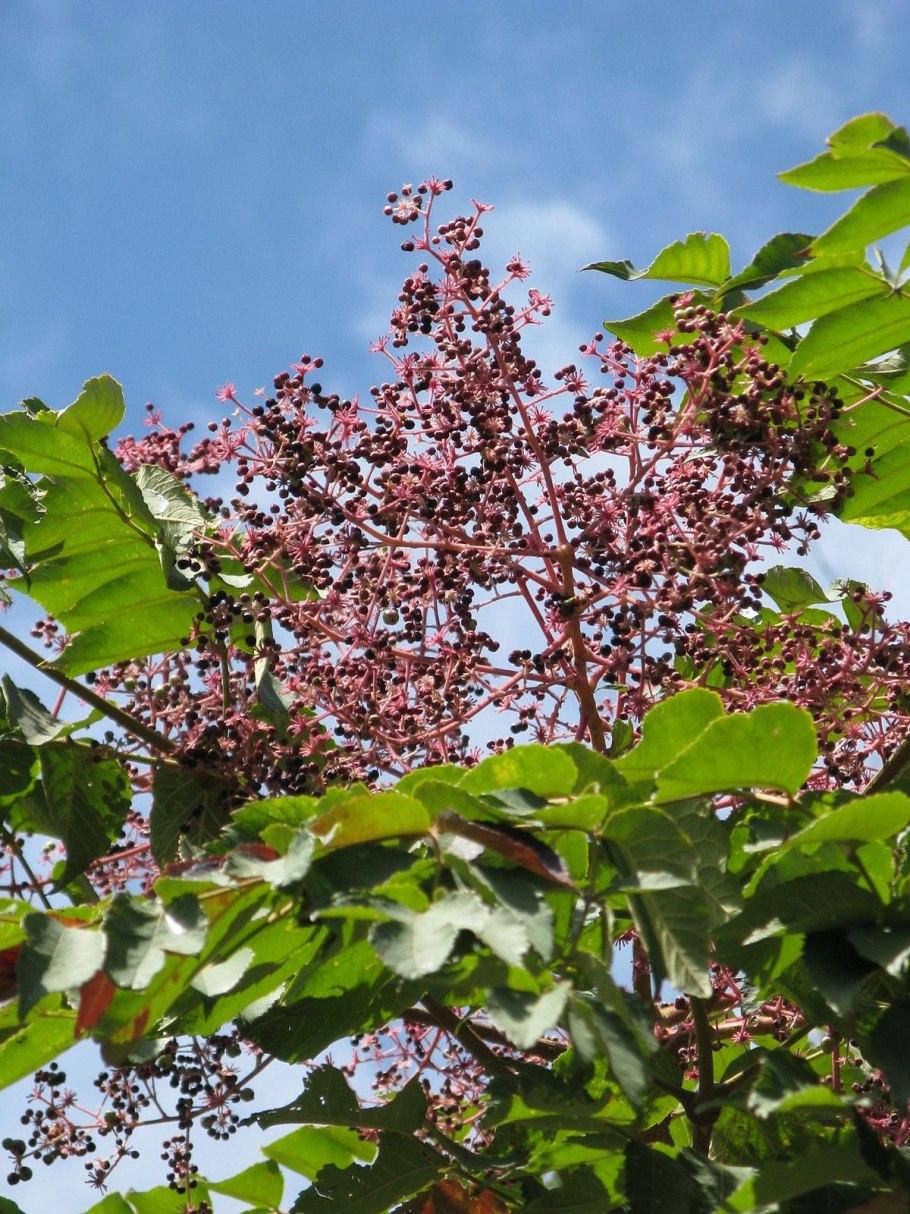 Аралия сердцелистная