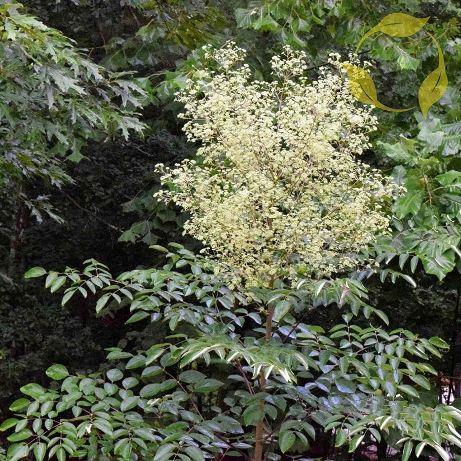 Аралия сердцевидная