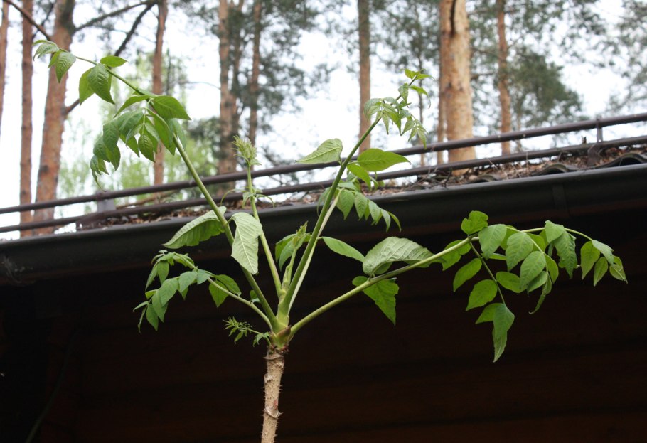 Аралия Геншин