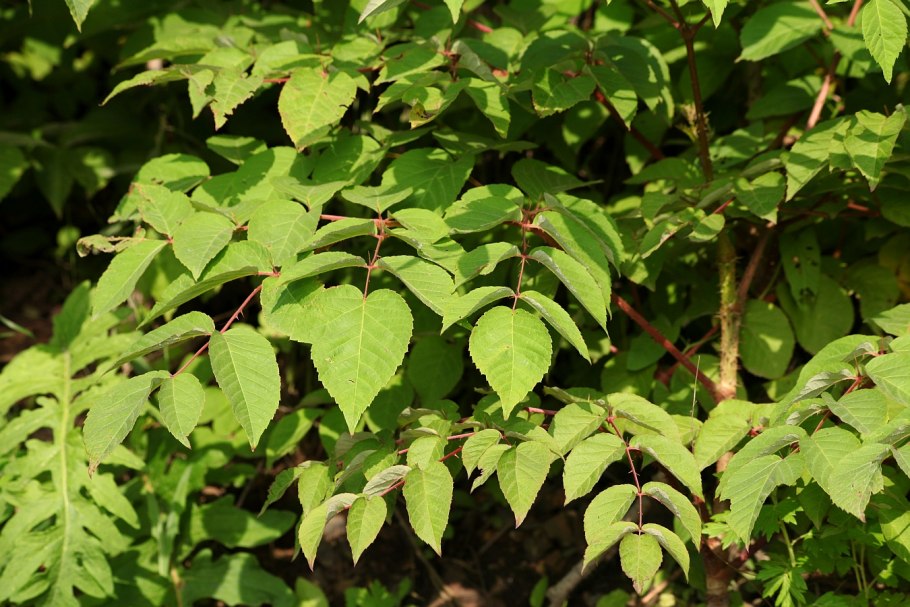 Аралия Геншин