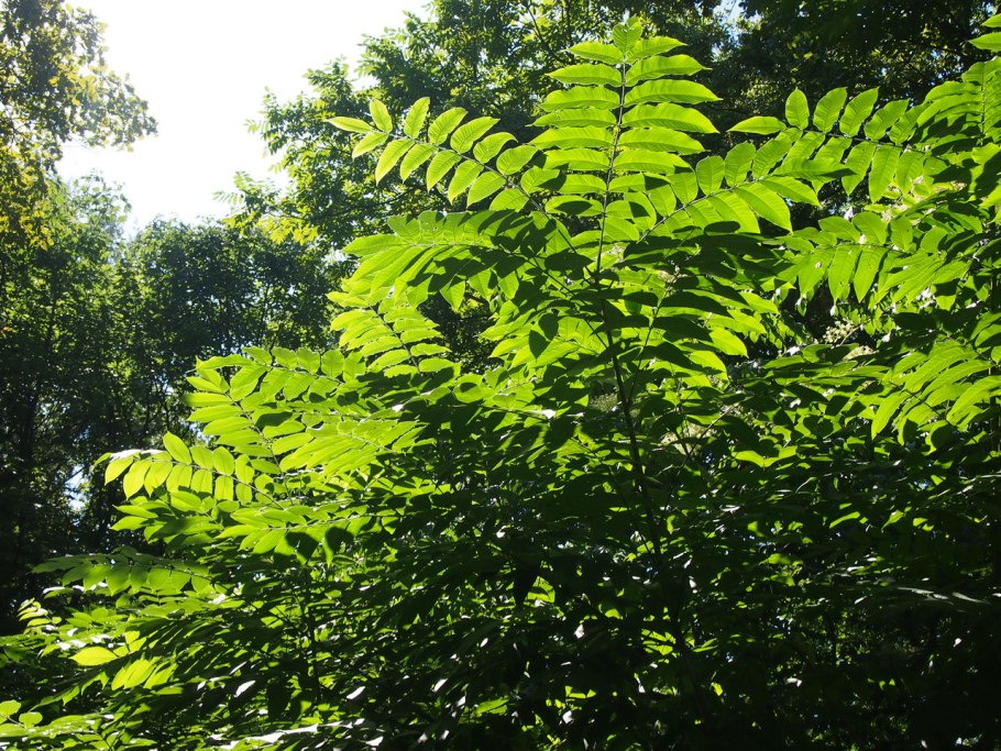 Аралия маньчжурская соцветие