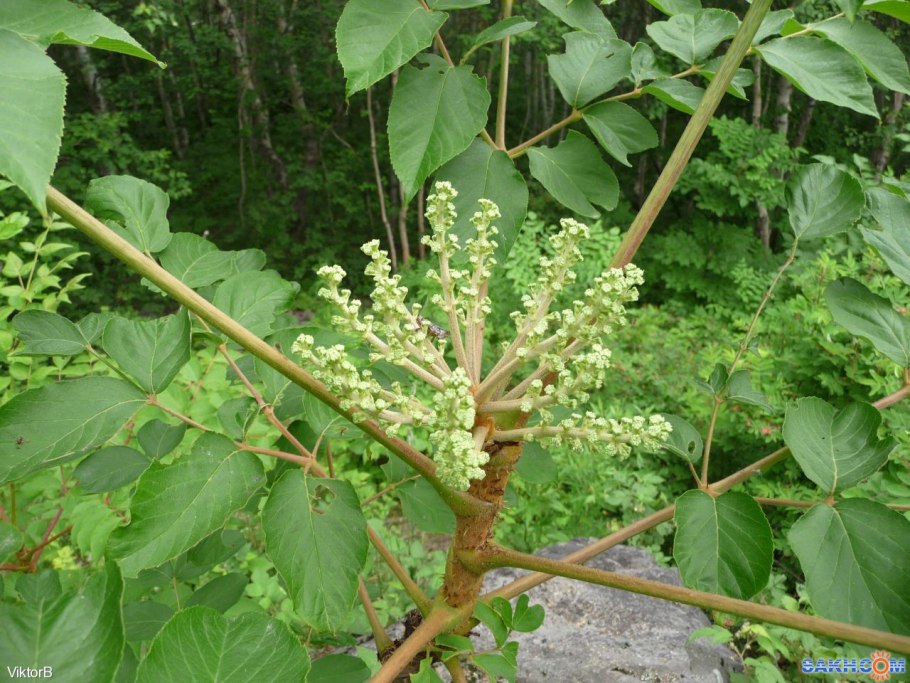 Аралия сердцевидная