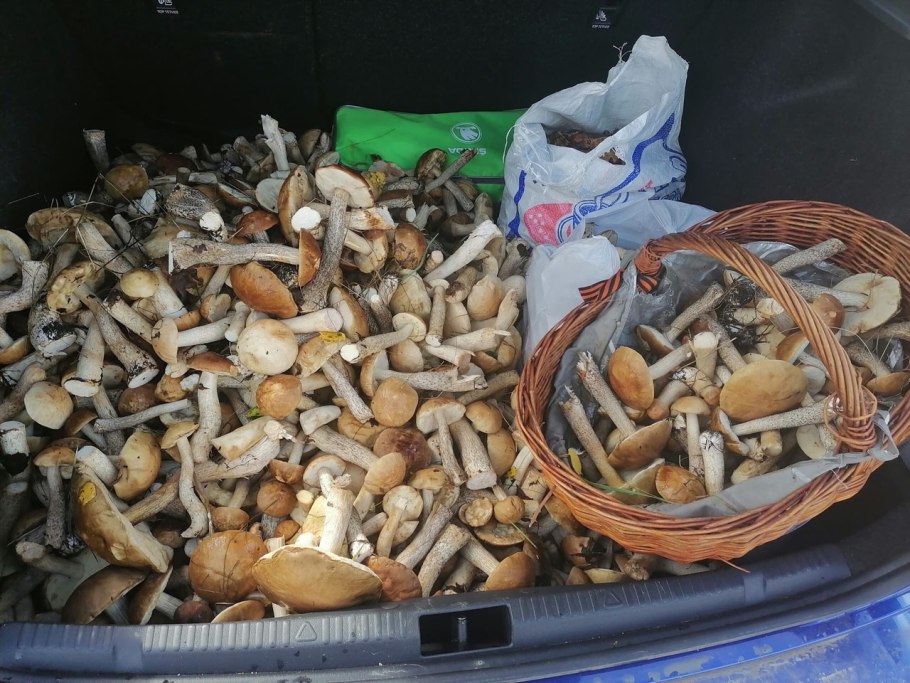 Белый гриб в Омске