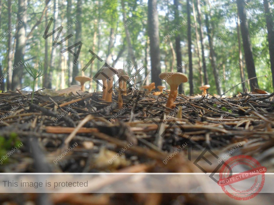 Корниловский Бор грибы