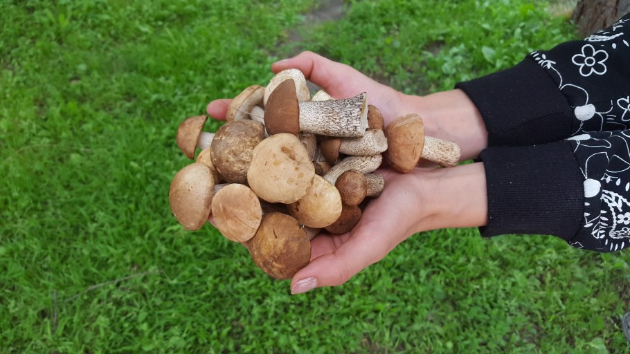 Грибные места в Подмосковье 2022 на карте