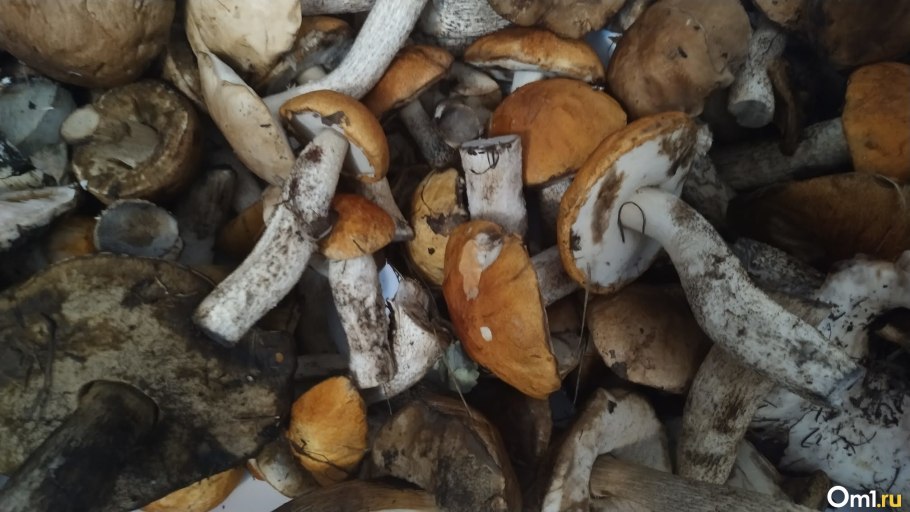Самые популярные грибы