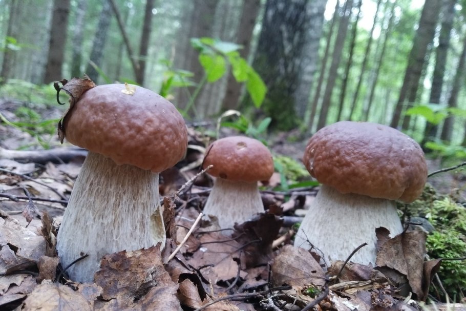 Таблица грибов когда растут