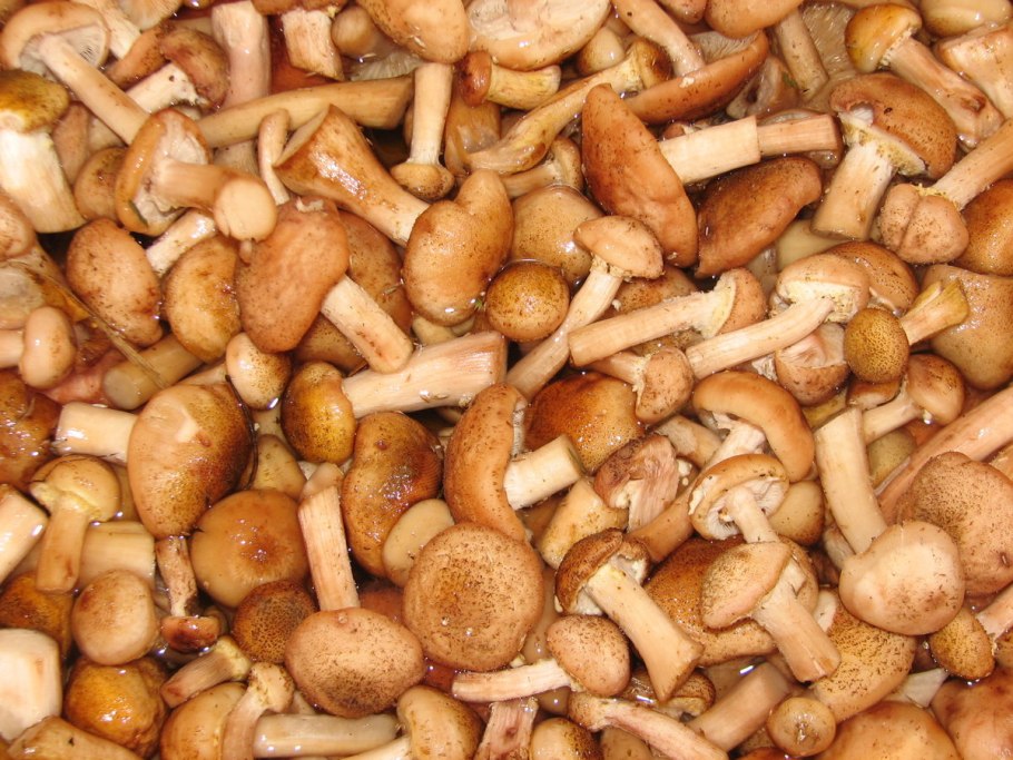 Грибы в Омске 2022