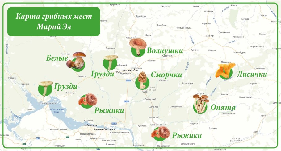 Карта грибов Подмосковья 2021