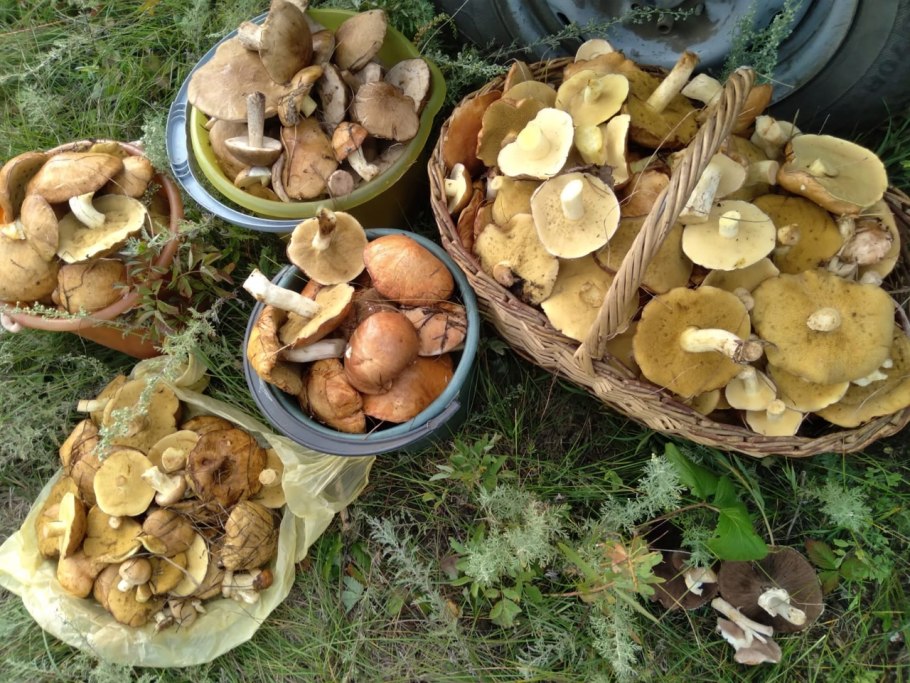 Грибники из леса