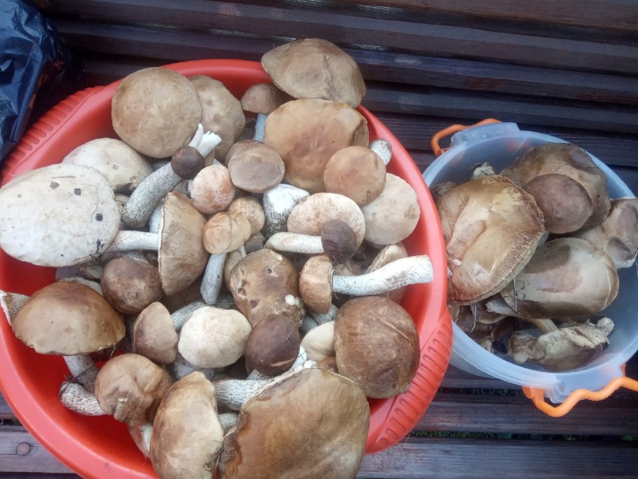 Опята Астрахань