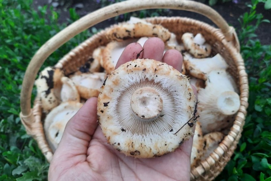 Карта грибов Тюмень