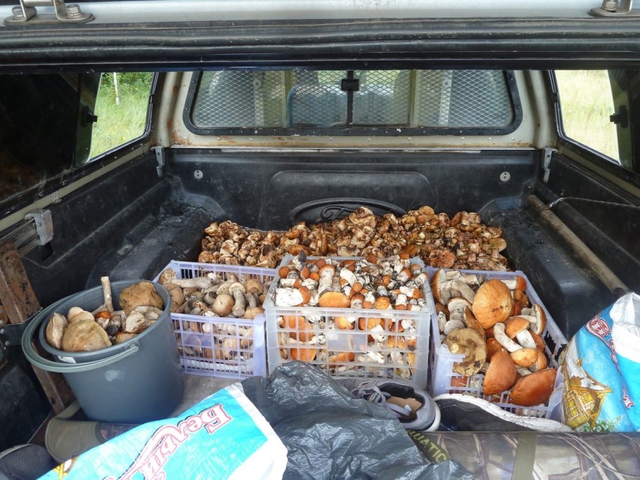 Грибы в Новосибирской области