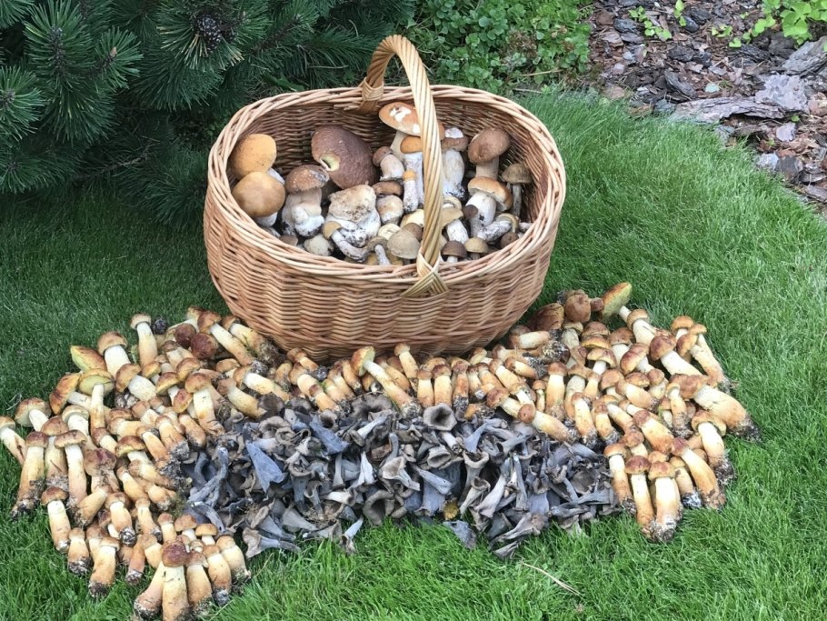 Карта грибов