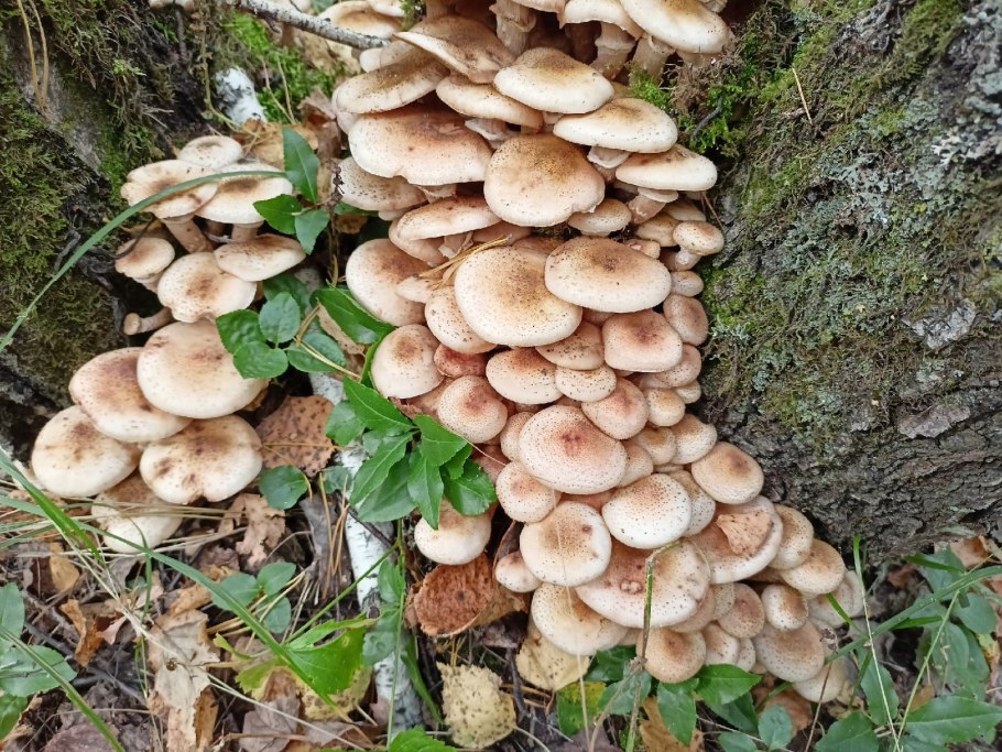 Карта грибов 2022