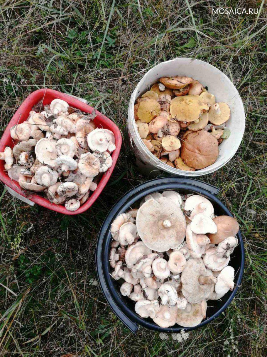 Карта грибов