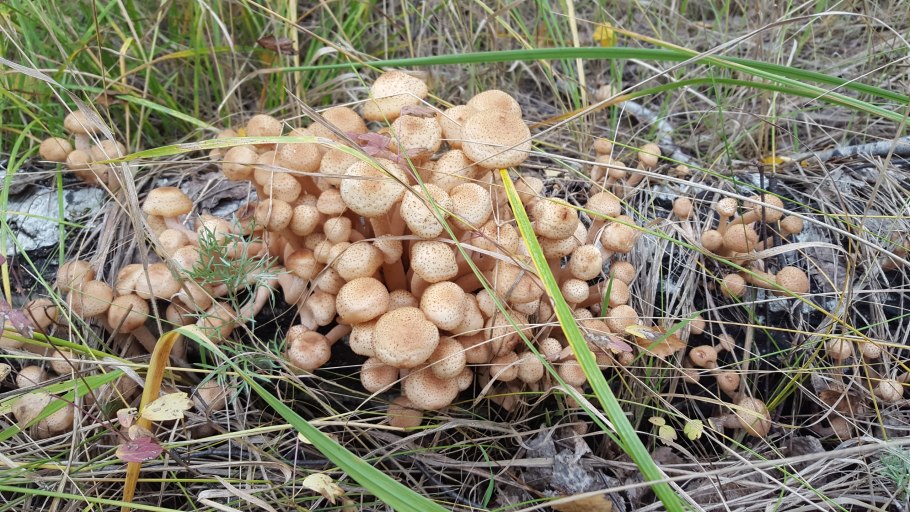 Грибы в Омске 2022