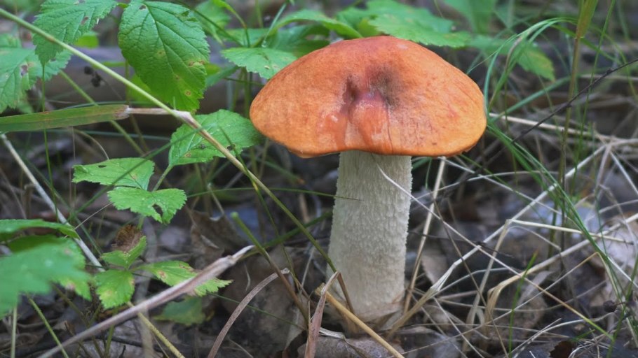 Опята съедобные в Омской области